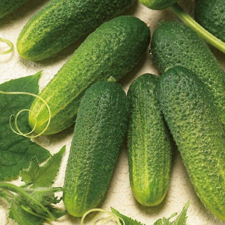 Ogórek Gruntowy 'Excelsior' F1 – Konserwowy – Kiepenkerl