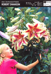 Lilia Drzewiasta Robert Swanson  - 1 szt.