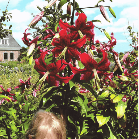 Lilia drzewiasta Miss Feya 1 szt.