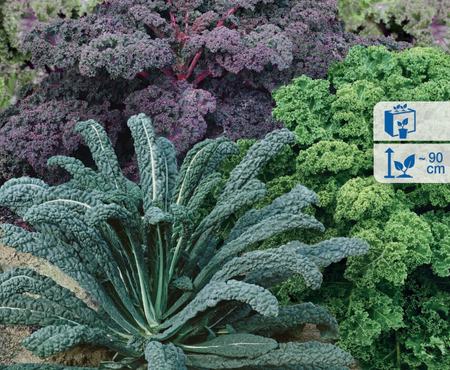 Jarmuż 'Smoothie Mix' – Kiepenkerl