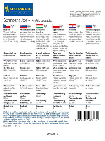 Gęsiówka Kaukaska 'Schneehaube' – Biała – Kiepenkerl