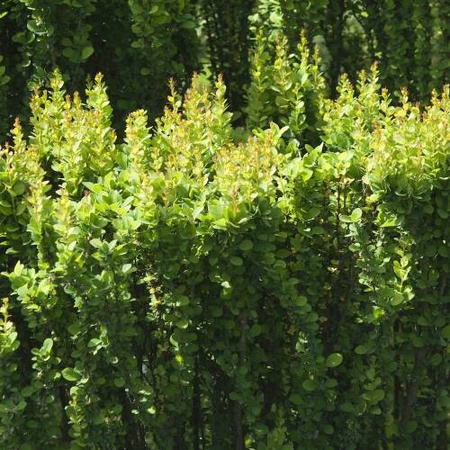 Berberys Thunberga 'Erecta' – sadzonka w doniczce C2 – Botana