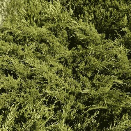 Cyprysik Groszkowy 'Sungold' – Sadzonka 25-30 cm