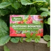 Złotooki bohater Vegano – 200 larw na mszyce, wciornastki, mączliki i wełnowce – 10 m² ochrony