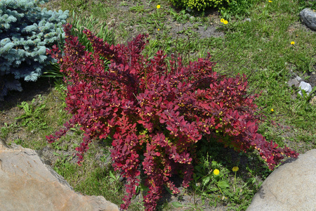 Berberys Thunberga 'Red Dream' – Sadzonka 30 cm