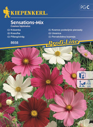 Kosmos podwójnie pierzasty 'Sensations-Mix' - Nasiona - Kiepenkerl