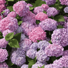 Hortensja Ogrodowa 'Bouquet Rose' – sadzonka w doniczce C2 – Botana