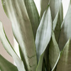 Sansewieria Moonshine (Sansevieria trifasciata) – sadzonka rozmiar S