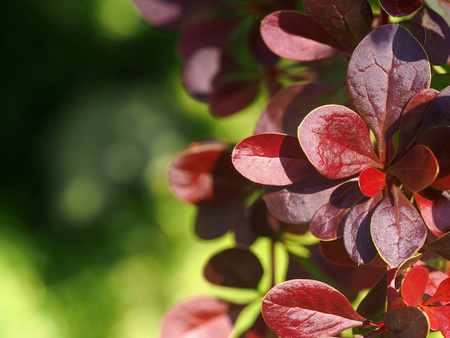 Berberys Thunberga 'Bagatelle' – sadzonka w doniczce C2 – Botana