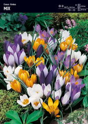 Krokus Wielkokwiatowy Mix – 30 szt.
