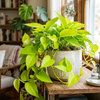 Epipremnum Neon (Golden Pothos) – sadzonka rozmiar M