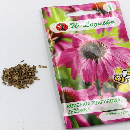  Jeżówka Purpurowa – Legutko