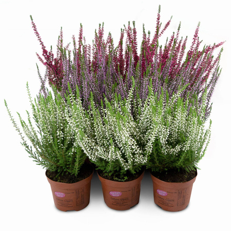 Wrzosy – 9 szt. (3 odmiany po 3 szt.)