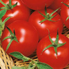 Pomidor 'Harzfeuer' F1 – Wczesny – Kiepenkerl