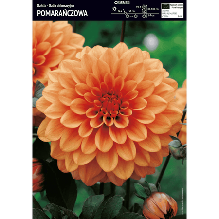 Dalia dekoracyjna pomarańczowa 1 szt.