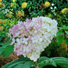 Hortensja Bukietowa 'Vanilla Frise' – sadzonka w doniczce C2 – Botana
