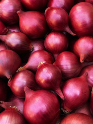 Cebula dymka zimująca Akado 0,25 kg 14-21 mm