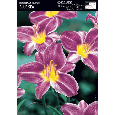 Liliowiec Blue Sea 1 szt.