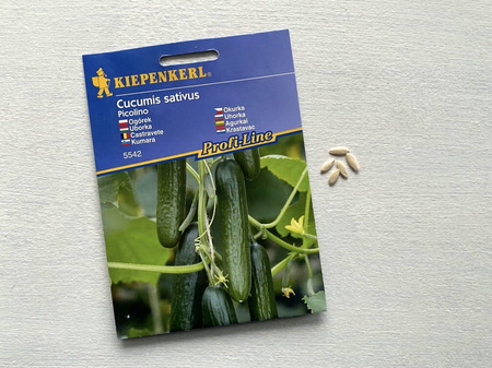 Ogórek 'Picolino' F1 – Odporny – Kiepenkerl