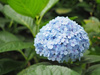 Hortensja Ogrodowa 'Nikko Blue' – sadzonka w doniczce C2 – Botana