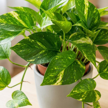 Epipremnum złociste (Epipremnum aureum) – sadzonka rozmiar M