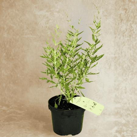 Perowskia Łobodolistna Blue Spire