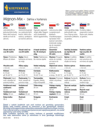 Dalia 'Mignon-Mix' - Nasiona - Kiepenkerl