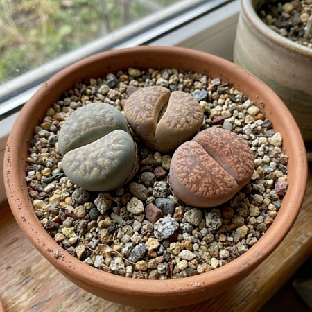 Żywe kamienie szczęścia (Lithops) – rozmiar sadzonki M
