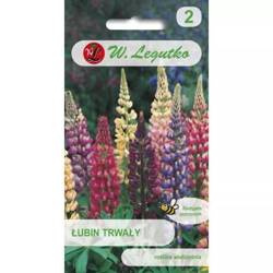 Łubin Trwały – Mix Kolorów – Legutko