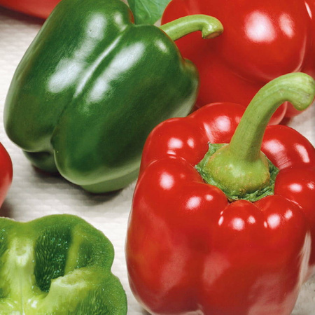 Papryka Blokowa 'Yolo Wonder' – Kiepenkerl