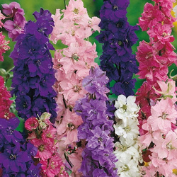 Ostróżka Letnia – Mix Nasion Kiepenkerl