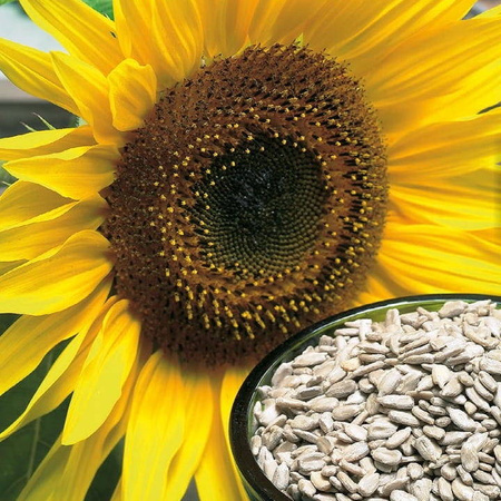 Słonecznik Zwyczajny 'Snack' – Kiepenkerl