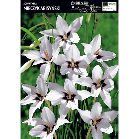 Mieczyk Abisyński 10 szt.