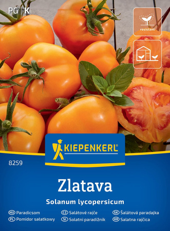 Pomidor sałatkowy Zlatava Kiepenkerl