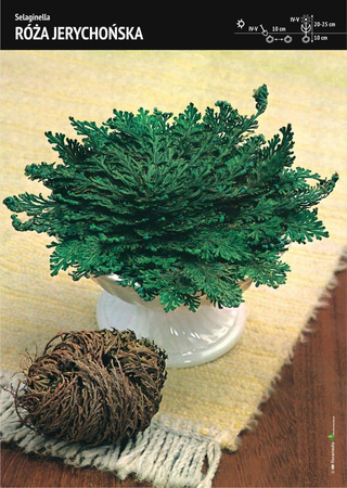 Róża Jerychońska – Selaginella – 3 szt