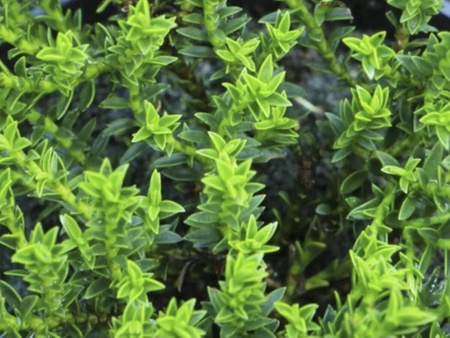 Hebe Imbricata Dachówkowate - 20 szt. pakiet