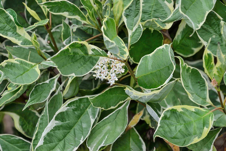 Dereń Biały 'Sibrica Variegata' – Sadzonka 40 cm