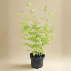 Pęcherznica Kalinolistna Darts Gold