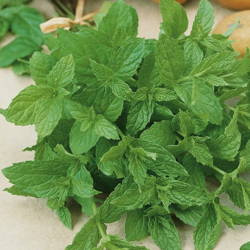 Mięta Pieprzowa – Wieloletnia – Kiepenkerl