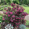 Krzewuszka Alexandra (Weigela florida Alexandra)