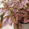 Niedośpian (Hypoestes Pink Panther) – sadzonka