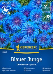 Chaber Bławatek 'Blauer Junge' – Kiepenkerl