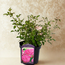 Róża Okrywowa Różowa The Fairy Pink