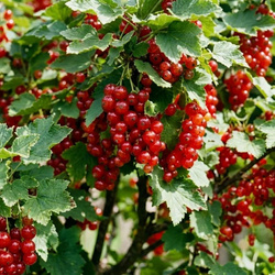 Porzeczka Czerwona Jonkheer van Tets (Ribes Rubrum Jonkheer van Tets) – sadzonka w doniczce C2 – Botana