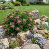 Tawuła Japońska Crispa (Spiraea Japonica Crispa) – sadzonka w doniczce C1,5 – Botana