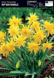 Narcyz Rip Van Winkle 5 szt.