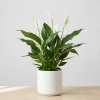 Skrzydłokwiat Pearl Cupido (Spathiphyllum 'Pearl Cupido') – rozmiar sadzonki M
