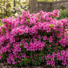 Azalia japońska Canzonetta (Azalea Japonica Canzonetta) – sadzonka w doniczce C2 – Botana