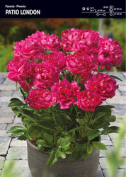 Peonia – Piwonia Patio London - 1 szt.