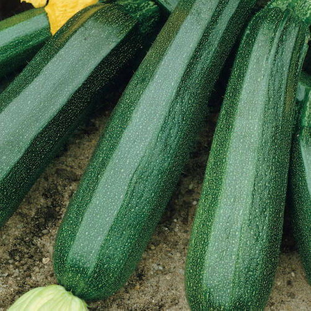 Cukinia 'Diamant' F1 – Kiepenkerl